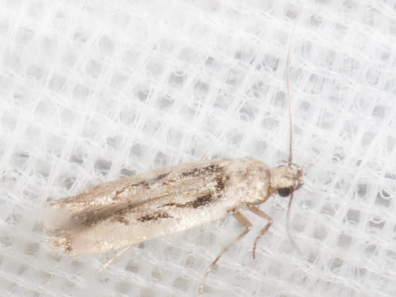 Carpatolechia decorella